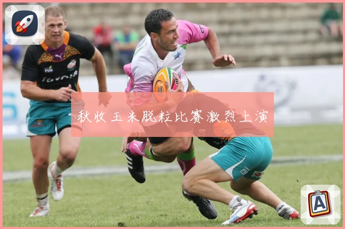 秋收玉米脱粒比赛激烈上演